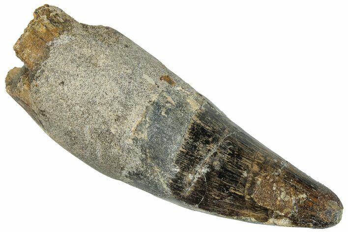 Robust, Rooted Crocodylomorph Tooth - Morocco #296574